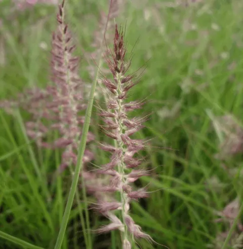 Pennisetum or. 'Karley Rose'