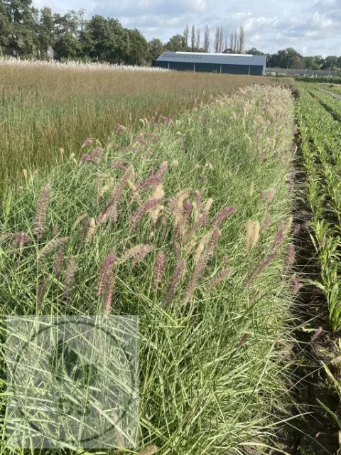 Pennisetum or. 'Karley Rose'