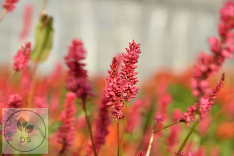 Persicaria amplex. JS 'Keep Smiling'