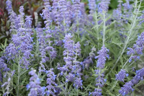 Perovskia atripl. 'Lacey Blue'