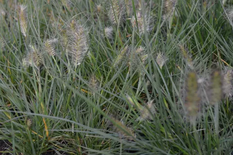 Pennisetum alopec. 'Little Bunny'