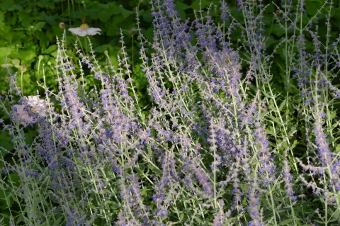 Perovskia atripl. 'Little Spire'