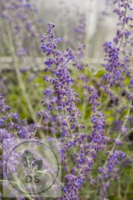 Perovskia atripl. 'Little Spire'