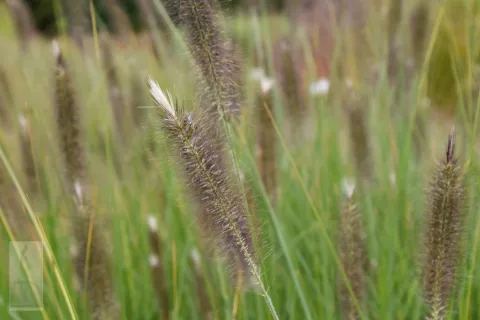 Pennisetum alopec. 'Magic'