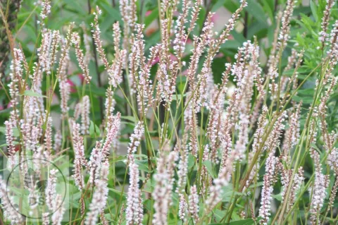 Persicaria amplex. JS 'Misty Morning'
