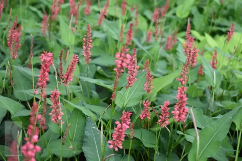 Persicaria amplex. 'Orange Field'