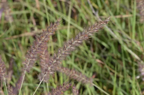 Pennisetum orientale