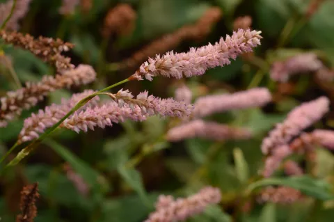 Persicaria amplex. 'Pink Elephant'