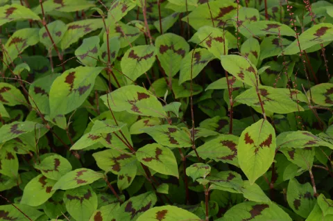 Persicaria polymorpha