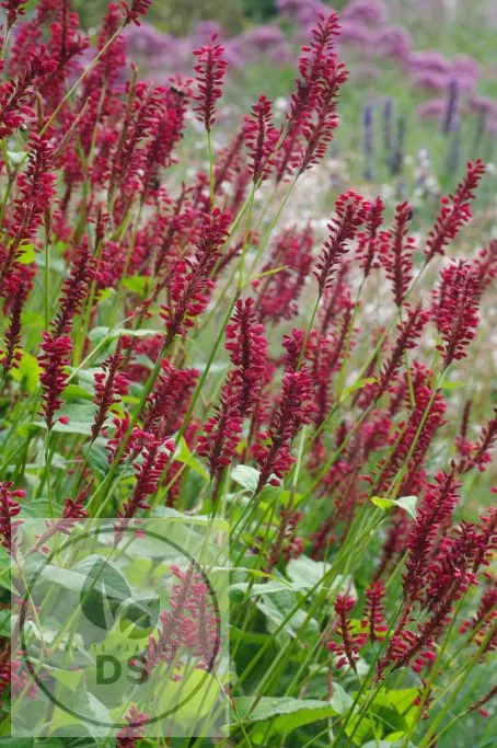 Persicaria amplex. 'Red Baron'