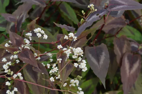 Persicaria micr. 'Red Dragon'