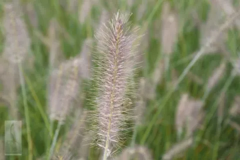 Pennisetum alopec. 'Reborn'