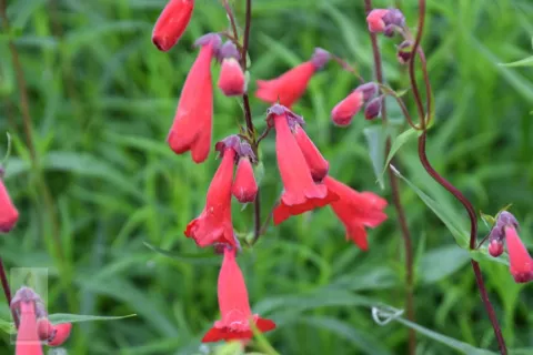 Penstemon 'Schönholzeri'