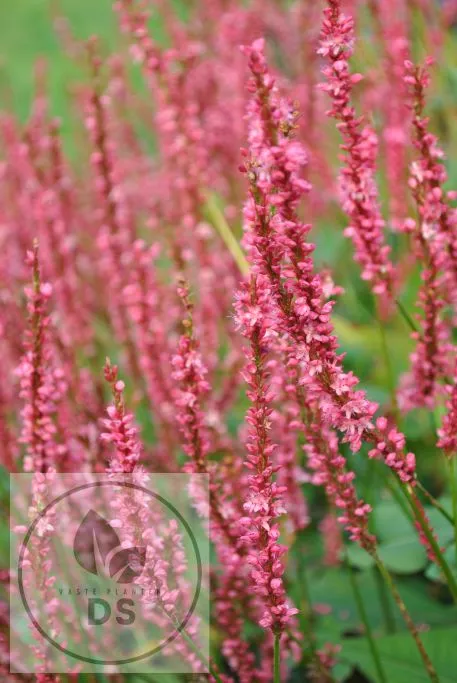 Persicaria amplex. 'Seven Oaks Village'