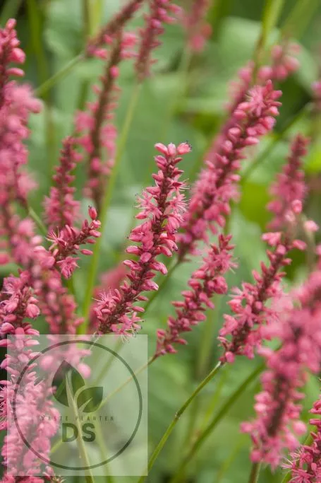 Persicaria amplex. 'Speciosa'