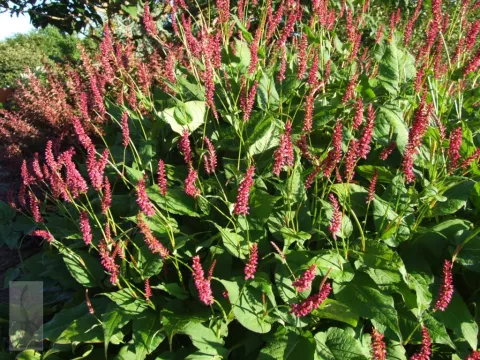 Persicaria amplex. 'Taurus'