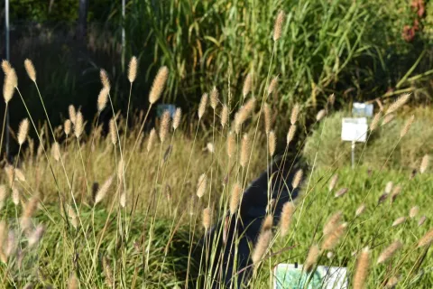 Pennisetum thunbergii