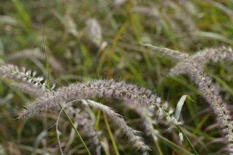 Pennisetum or. 'Tall Tails'