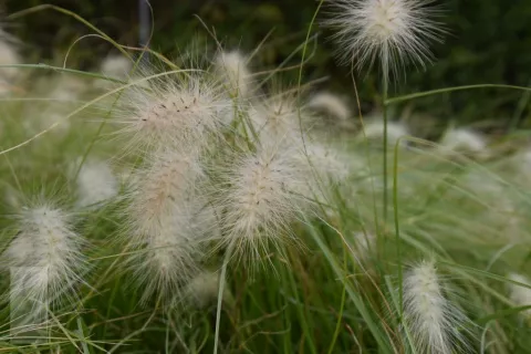 Pennisetum villosum