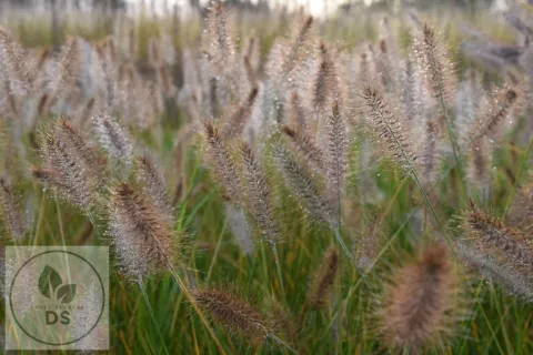 Pennisetum alopec. f. viridescens