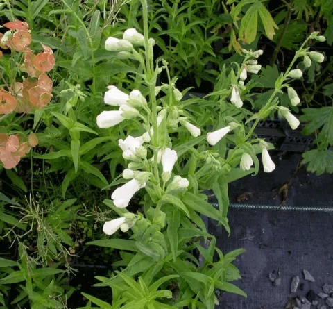 Penstemon 'White Bedder'