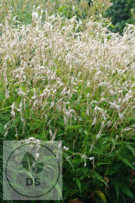 Persicaria amplex. 'White Eastfield'
