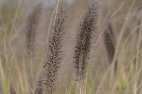 Pennisetum alopec. 'Weserbergland'