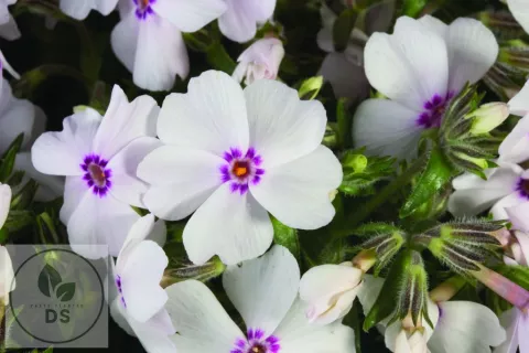 Phlox (S) 'Amazing Grace'