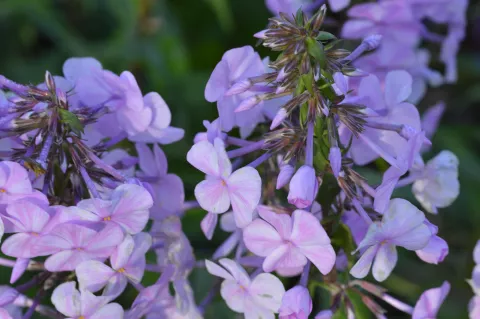 Phlox (M) 'Alpha'