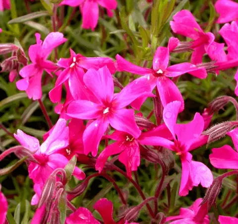 Phlox (S) 'Atropurpurea'