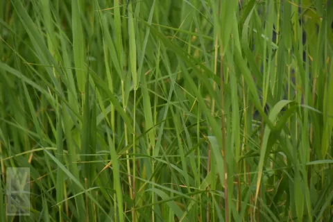 Phragmites australis(communis)-riet