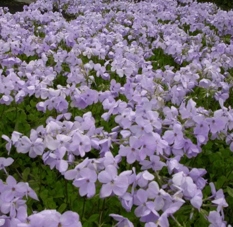 Phlox stol. 'Blue Ridge'