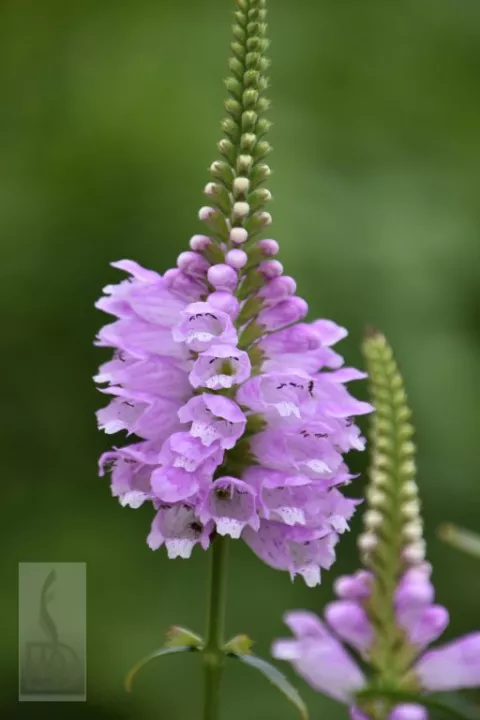 Physostegia virg. 'Bouquet Rose'