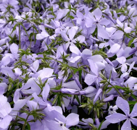 Phlox divar. 'Clouds of Perfume'