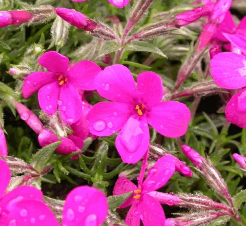 Phlox (D) 'Crackerjack'