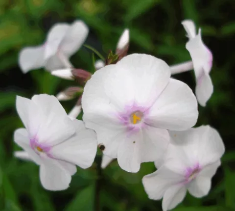 Phlox (M) 'Delta'