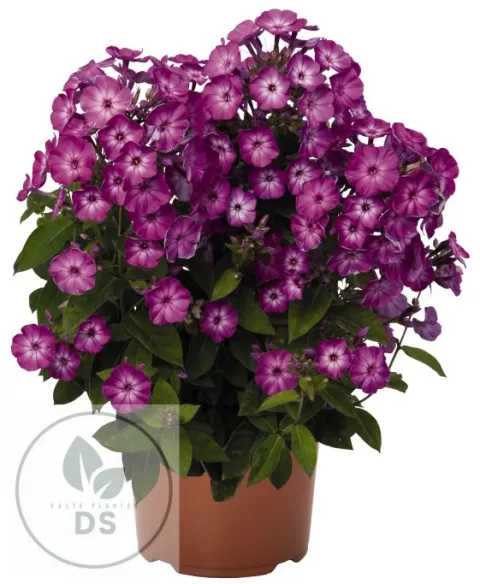 Phlox (P) 'Flame Purple Eye'