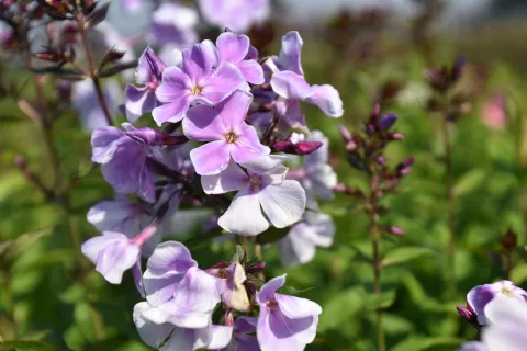 Phlox (P) 'Franz Schubert'