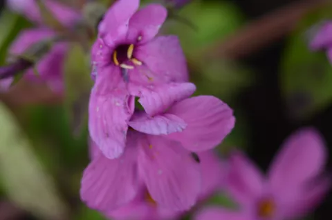Phlox stol. 'Home Fires'