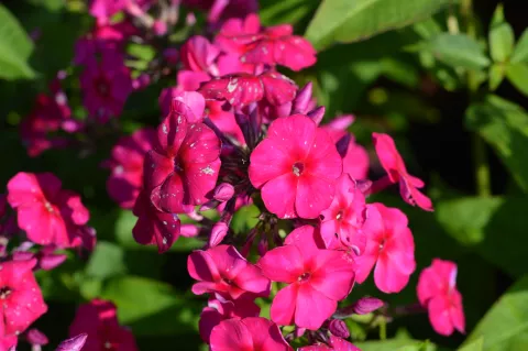 Phlox (P) 'Kirchenfürst'