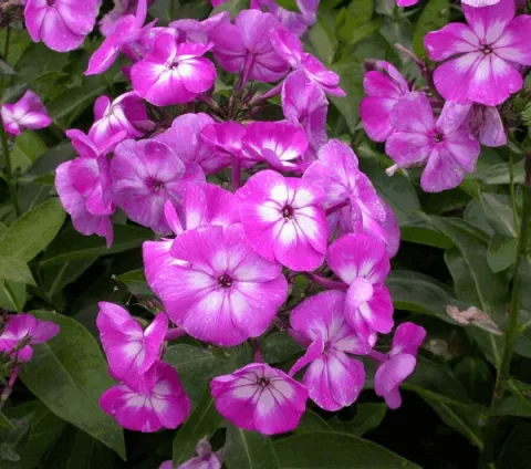Phlox (P) 'Laura'