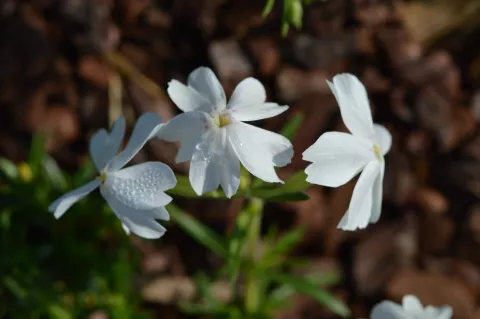 Phlox (S) 'Maischnee'