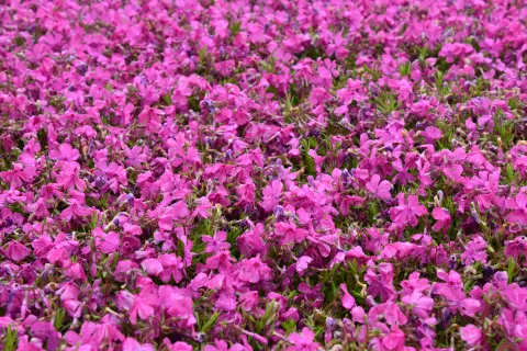 Phlox (S) 'MacDaniel's Cushion'