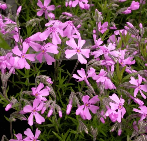 Phlox (S) 'Moerheimii'