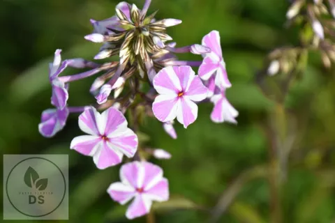 Phlox (M) 'Natascha'