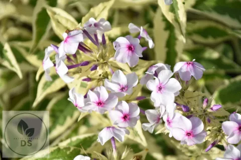 Phlox (P) 'Nora Leigh'