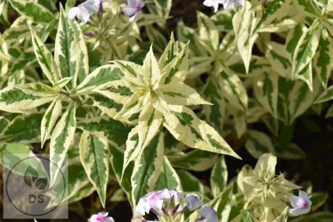 Phlox (P) 'Nora Leigh'