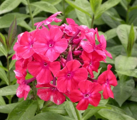 Phlox (P) 'Orange Perfection'