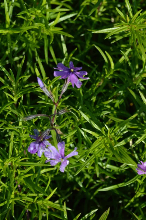 Phlox (S) 'Purple Beauty'