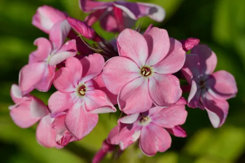 Phlox (P) 'Rijnstroom'